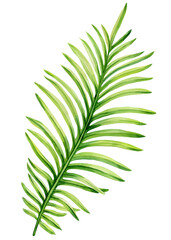 Botanical watercolor exotic green leaf, tropical flora foliage, palm leaf isolated on white background, home lush decor