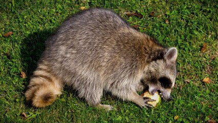 Cutie raccoons seeking food at house backyard