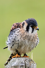 American Kestrel (Falco sparverius) – Commonly found in open fields and woodlands across the Americas