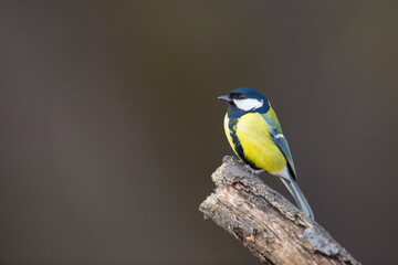 Bogatka, sikora bogatka (Parus major) © Michal Przystas