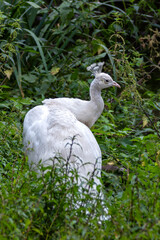 Obraz premium Albino Indian Peafowl (Pavo cristatus) – Commonly found in captivity and parks, globally spotted