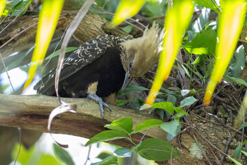 Woodpecker in the tree