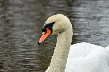 Mute Swan (Cygnus olor) – Commonly found in lakes and rivers, spotted at Father Collins Park,...