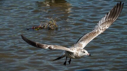 The seagulls are flying in the sky