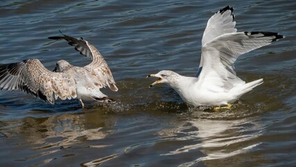 One seagull chasing another for plundering