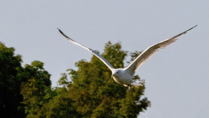 The seagulls are flying in the sky