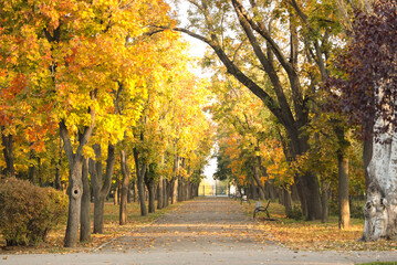 Naklejka premium Beautiful autumn park with benches and trees along alley
