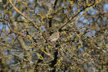 Pipit farlouse (Anthus pratensis)
Anthus pratensis in its natural element

