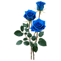 blue roses isolated on white or transparent background