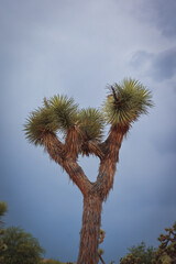 Joshua tree and Cloudy Sky
