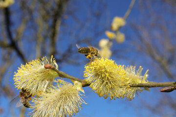 Abeille domestique --- Abeille mellifère (Apis mellifera)
Apis mellifera on an unidentified flower or plant
