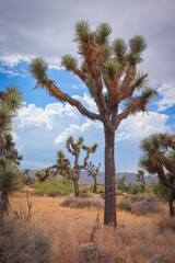 Obraz premium Joshua Tree and Desert Landscape