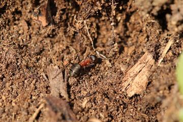 Fourmi rousse des bois (Formica rufa)
Formica rufa in its natural element
