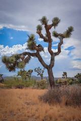 Joshua Tree and landscape