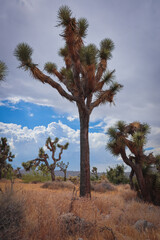 Tall Joshua Tree and landscape