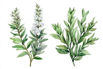 Fototapeta premium Botanical Illustration of Wormwood plant. Watercolor drawing of Artemisia herb with sage leaves and aromatic flowers