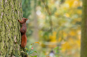 Rusty brown squirrel in a park with autumn colored leaves in the Czech Republic