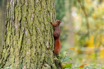 Rusty brown squirrel in a park with autumn colored leaves in the Czech Republic