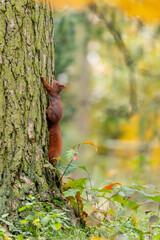 Rusty brown squirrel in a park with autumn colored leaves in the Czech Republic