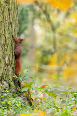 Rusty brown squirrel in a park with autumn colored leaves in the Czech Republic