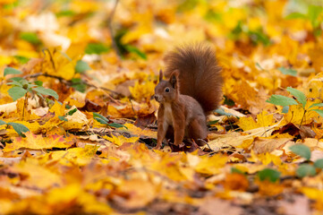 Rusty brown squirrel in a park with autumn colored leaves in the Czech Republic