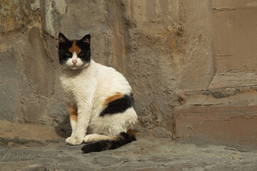 Tricolor cat sitting on the floor in the old city.