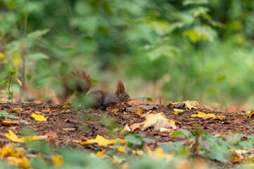 Rusty brown squirrel in a park with autumn colored leaves in the Czech Republic