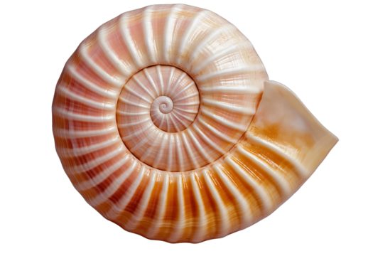 Close up of spiral seashell. Isolated on transparent backgroung. PNG.
