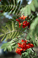 Bright red rowan berries hang among green leaves in a close-up shot, showcasing the vibrant colors of Finnish nature. This image symbolizes autumnal beauty and natural abundance.