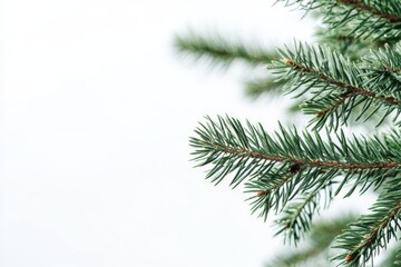 Obraz premium A serene and tranquil closeup of a conifer branch, which is perfect for Christmas and holiday decoration, beautifully showcasing the vivid green needles against a bright white background