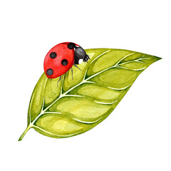 ladybug on leaf watercolor illustration. cute ladybug illustration for design on white background © IULIIA
