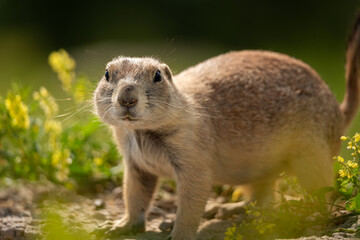 A cute prairie dog in a yellow wildflower field outside of Badlands National Park in South Dakota.