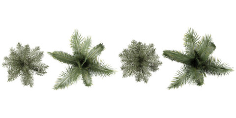 Collection of Queen palm,Beccariophoenix Alfredii tree on transparent background from the top view