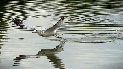 The seagulls swimming in the water