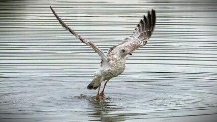 The seagulls swimming in the water