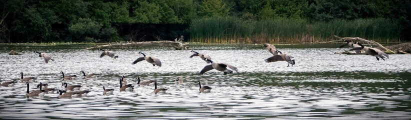 A flock of Canada Geese landing on the water