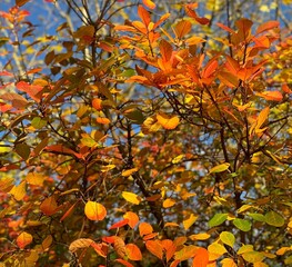 Colourful autumnal leaves on a sunny day in November