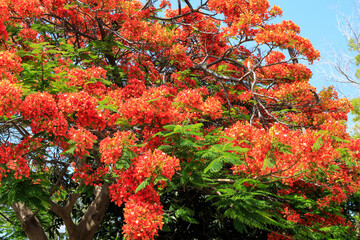 Flammenbaum mit leuchtend roten Blüten vor blauem Himmel