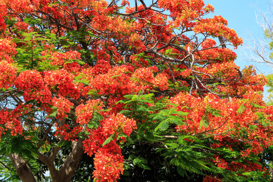 Flammenbaum mit leuchtend roten Bl&uuml;ten vor blauem Himmel