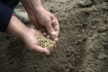 Old human worker sowing a pea