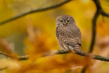 Pygmy Owl, Eurasian tiny bird in the habitat, sitting on tree branch with clear forest background. Beautiful bird in morning sunrise. Wildlife scene from wild nature.