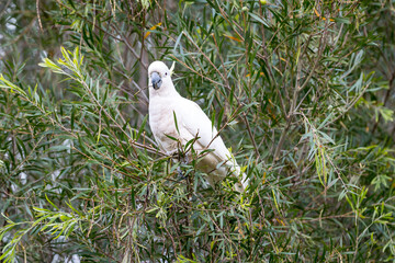 Photograph of a Sulphur Crested Cockatoo sitting and eating leaves in a tree in the Blue Mountains in New South Wales, Australia.