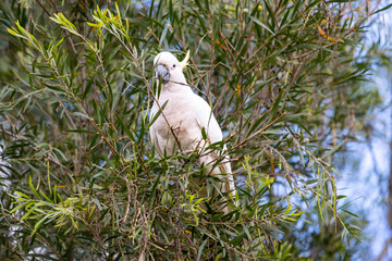 Photograph of a Sulphur Crested Cockatoo sitting and eating leaves in a tree in the Blue Mountains in New South Wales, Australia.