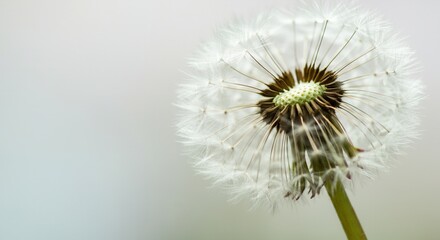Obraz premium Serene dandelion seed head closeup on soft background