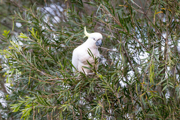 Photograph of a Sulphur Crested Cockatoo sitting and eating leaves in a tree in the Blue Mountains...
