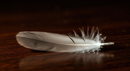Delicate feather close-up on wooden background