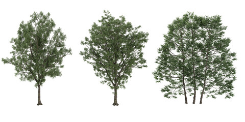 European ash Trees isolated on white background