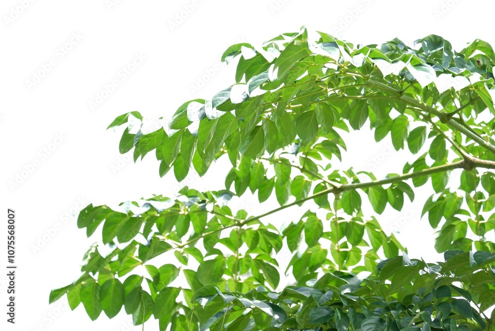 Wall mural A Tropical tree with leaves branches on white isolated background for green foliage backdrop 