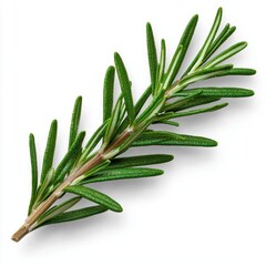 Fototapeta premium A photostock of a fresh sprig of rosemary, vibrant and green, ideal for culinary or herb themes, isolated on white background, High Quality