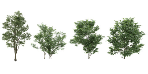 Set of Common beech,Fraxinus lanuginosa trees isolated on transparent background